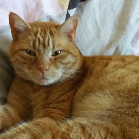 Ruhiges Zimmer Direkt An Den Leineauen Hemmingen  Luaran gambar